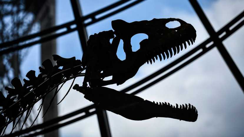 Cerita Anak Usia 4 Tahun di Inggris Temukan Jejak Kaki Dinosaurus