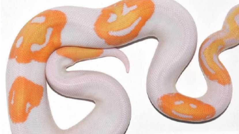 Telahir dengan Corak Emoji Senyum, Ular Unik Ini Dijual Rp 86 Juta