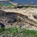 'Monster Laut' Mengerikan Terdampar di Pantai, Sisa Dinosaurus?