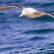 Belajar dari Albatros, Sang Pengembara Laut